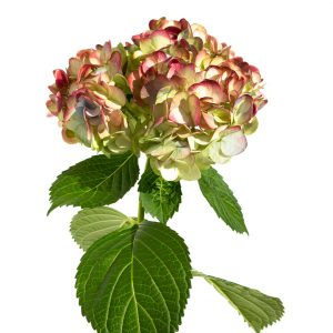 Hydrangeas